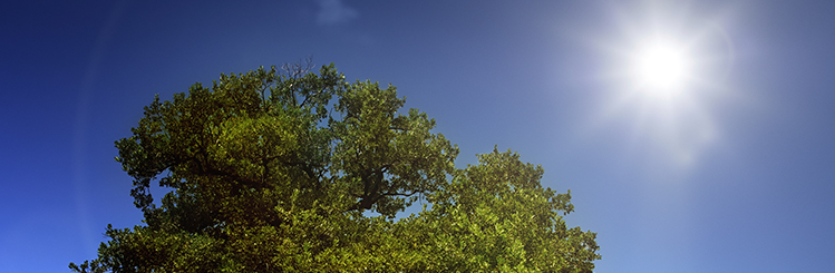 Sunshine and Tree