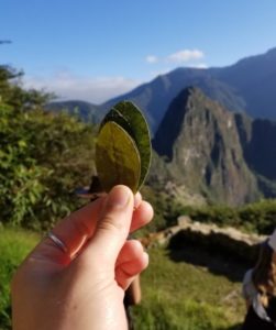 Hand holding cocoa leaves in front of Machu Picch