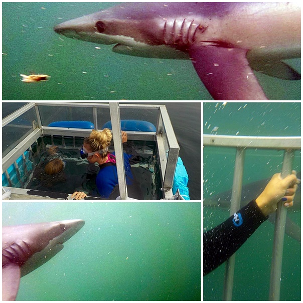 McKay Champion Sara Carnabucci swimming with sharks