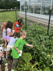 Summer adventures kids at the MWCC greenhouse picking berries