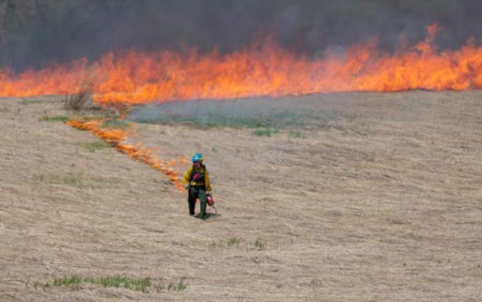 Forest Fire Control