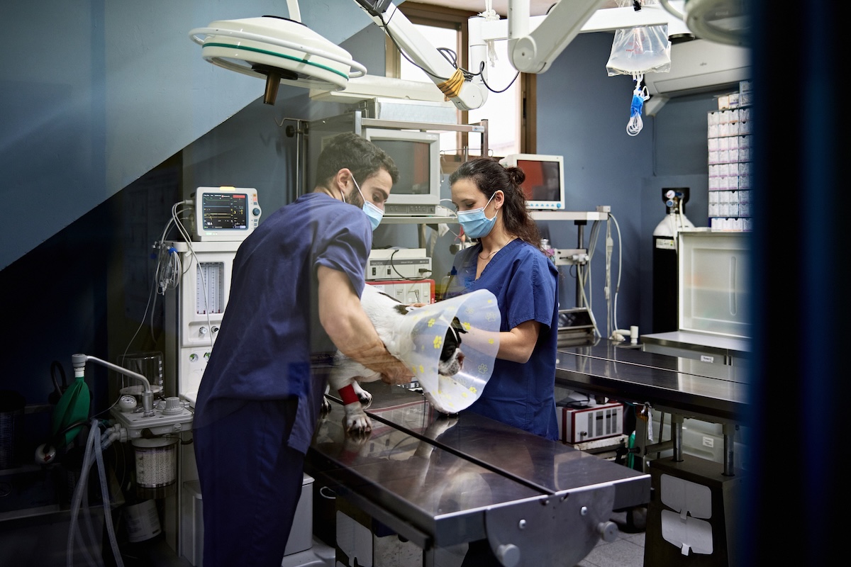 Veterinarian and Technician Managing Dog on Operating Table