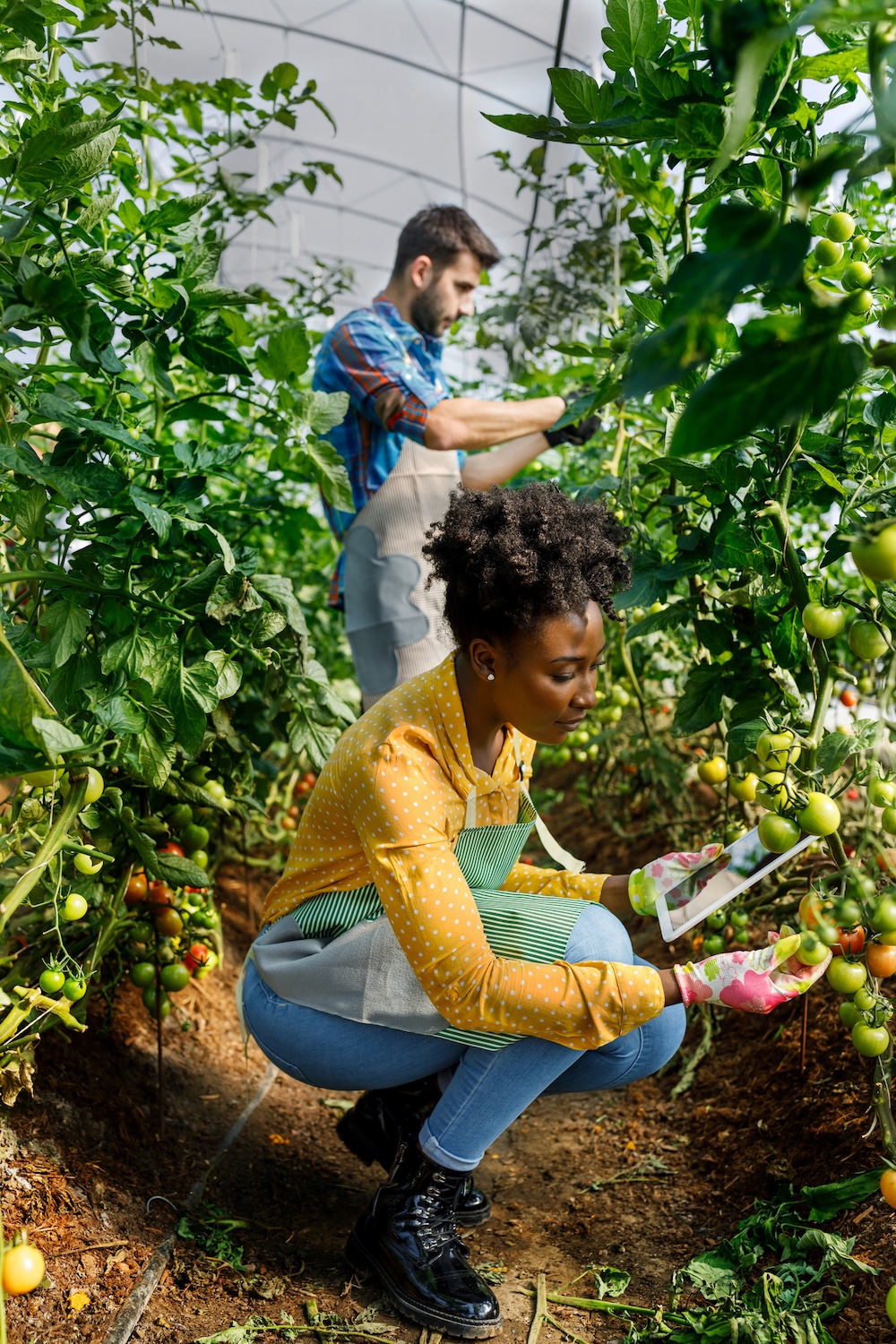 A young man and a female African coworker with a laptop are analyzing tomatoes from a vegetable garden.
