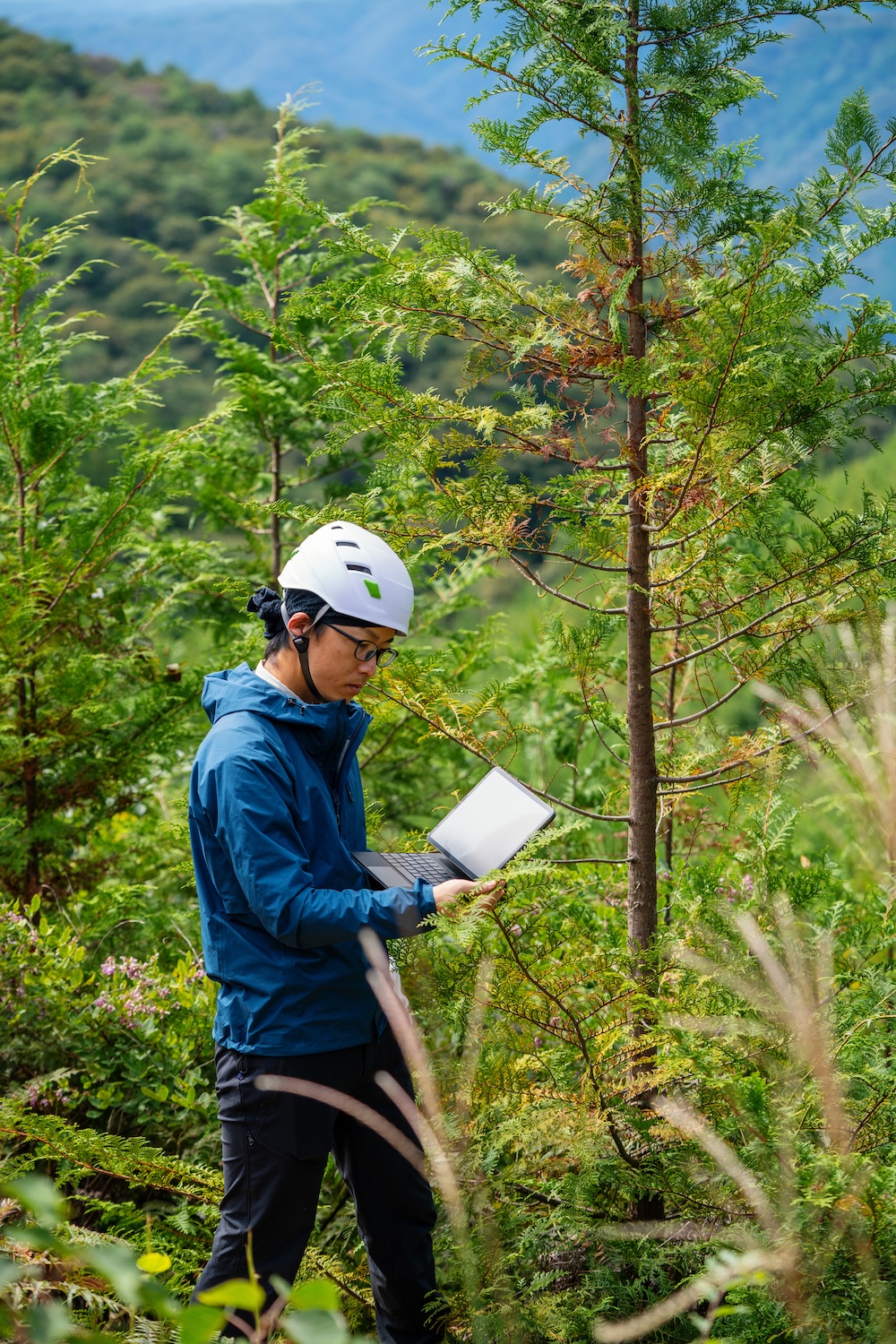 Forestry worker using a digital tablet at a reforested logging site