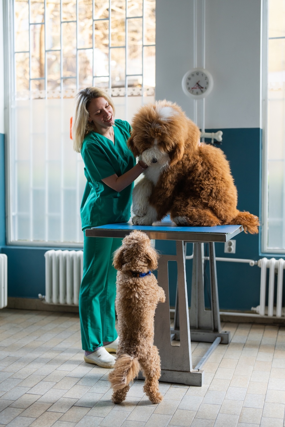Big and small furry friends at the vet