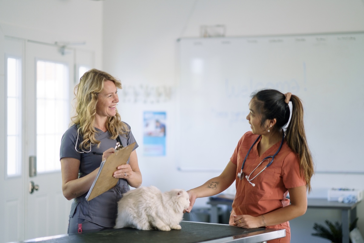 Veterinary Team Caring for a Cat in a Clinical Environment