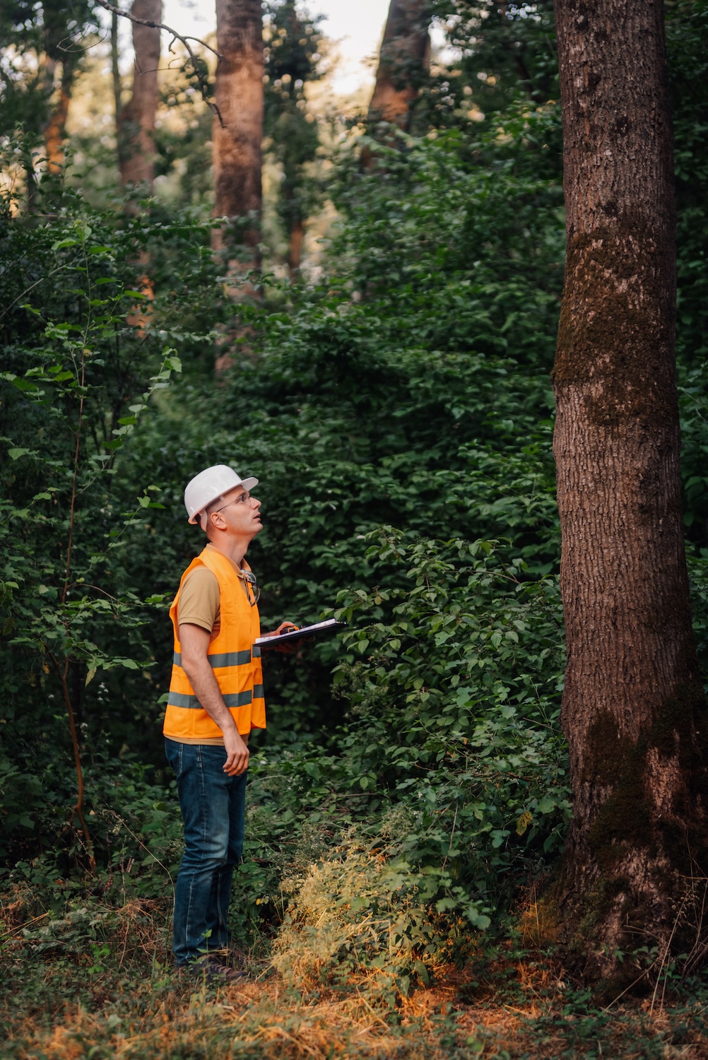 Forestry engineer inspecting trees in forest, taking notes on clipboard