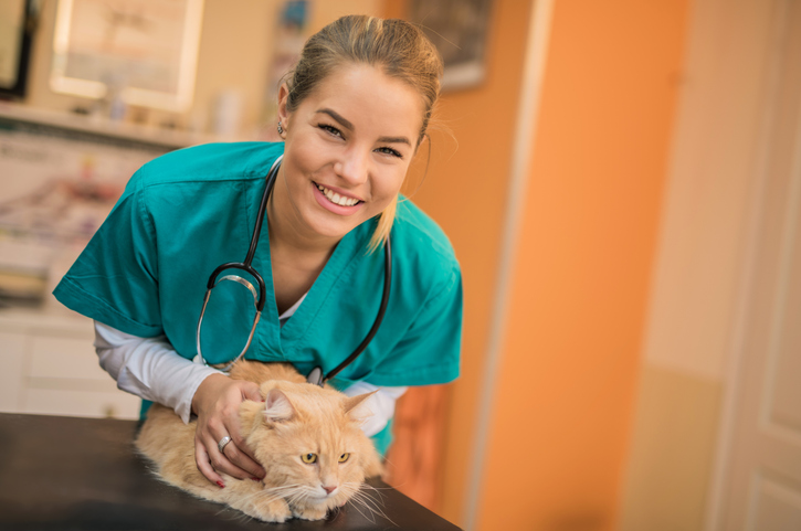 Beautiful female veterinarian examining a young Maine Coon cat.