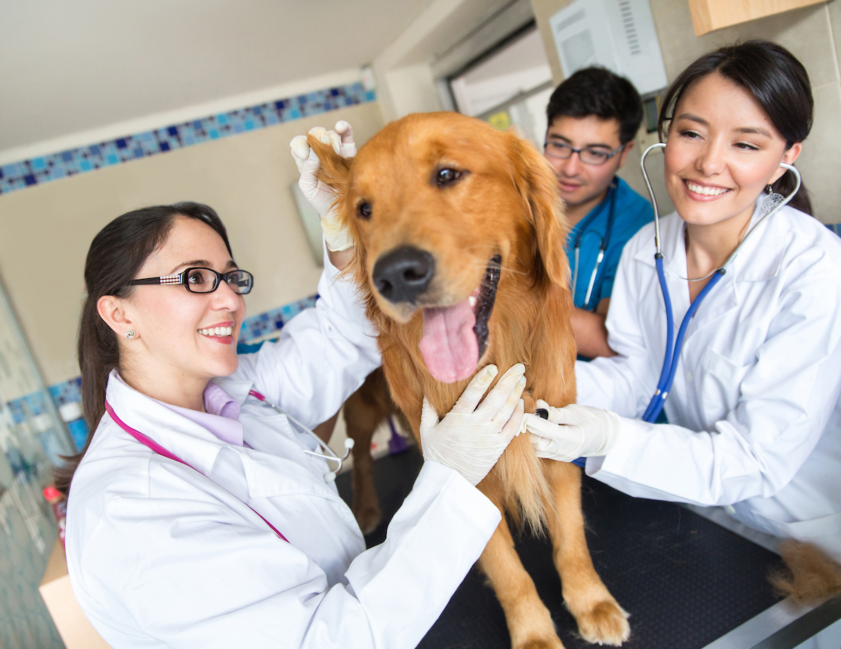 Veterinarian-image