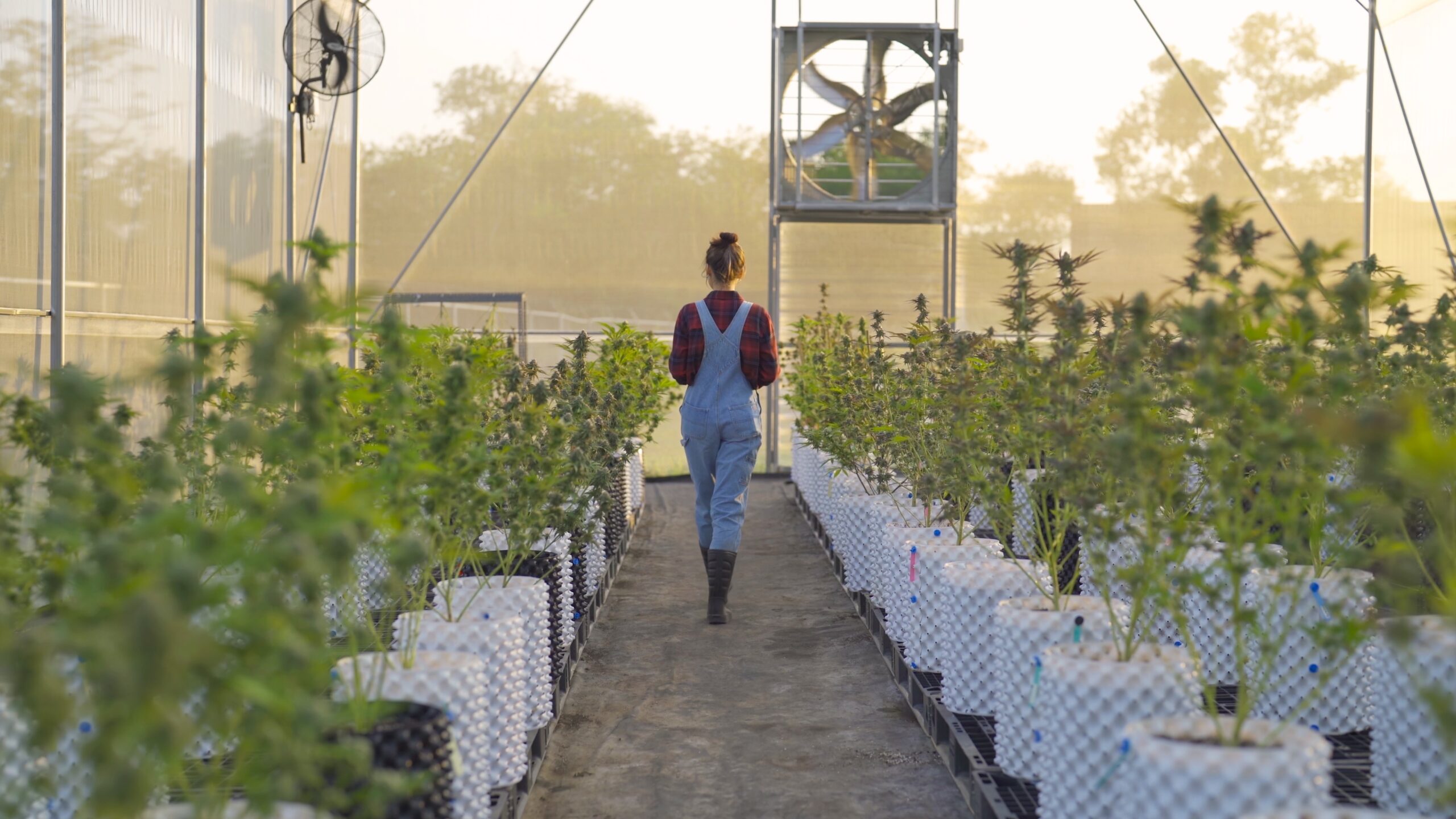 Mount Wachusett Community College Meeting the Demand for Educated Workforce for Rapidly Expanding Cannabis Industry